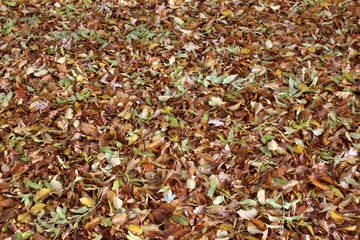 Leaves. Autumt texture.