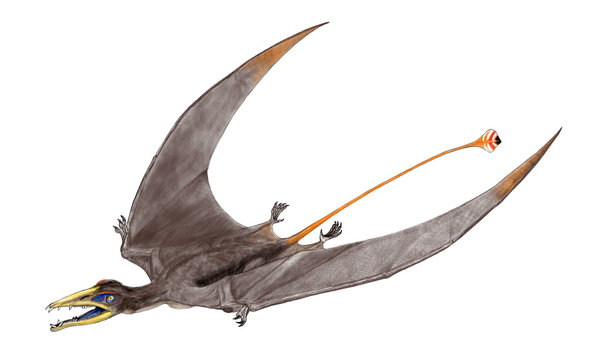 エウディモルフォドン　最古の翼竜の仲間。イタリアの三畳紀後期の地層から発見された化石によって名付けられている。エウディモルフォドンは「真の2種類の歯」という意味で ディモルフォドン「2種類の歯」とともに歯の形状から魚食性といわれている。