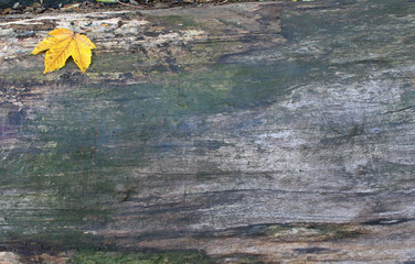 Wooden texture. Autumn.