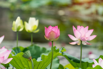 Lotus flower and Lotus flower plants