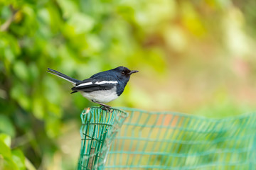 Fototapeta premium Bird Black and white Oriental magpie robin Birds fly Blurry background, natural green