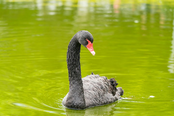 Fototapeta premium black swan in a lake.