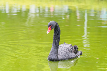 black swan in a lake.