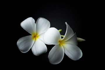 Fototapeta premium White Plumeria or frangipani in black background theme
