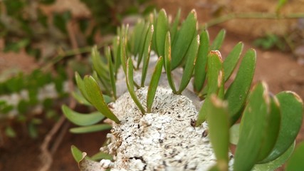 Plant in Garden