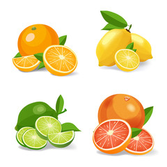 Citrus fruits realistic icons. Citrus vector illustration on white background