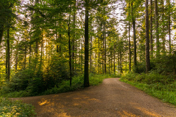 Germany, Forest hiking trail in golden hour light of autumn season