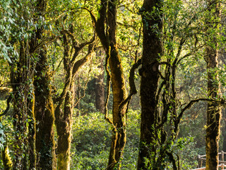 Outdoor image of an old trees, covered with moss, mysterious Highlands forest. Relic wet mossy forest - Doi Inthanon national park