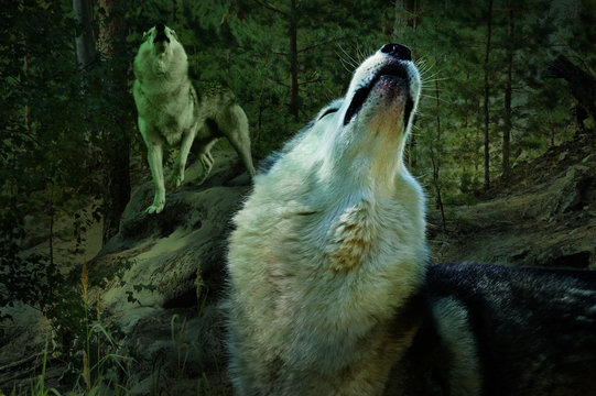 in a dark forest two wolves sing their song