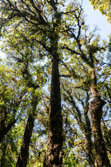 Outdoor image of an old trees, covered with moss, mysterious Highlands forest. Relic wet mossy forest - Doi Inthanon national park
