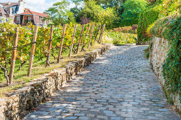 Famous vineyard on Montmartre, Paris. Tourist landmark place