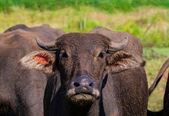 Buffalo's close up face