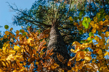 Looking Up The Trunk Of Pine Tree, The Bright Crown Of Green, Yellow And Golden Leaves. Autumn Colors, Change Of Seasons Concept.