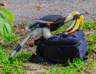 Great Hornbill Buceros bicornis is stealing my accessory, However he's so wisely © Teerayuth