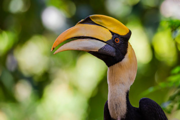 Great Hornbill Buceros bicornis