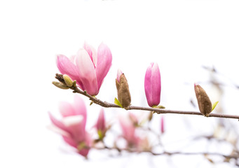 Pink magnolia flowers isolated on white background