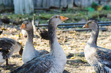 Obraz premium Three young gray domestic geese in farmer's aviary