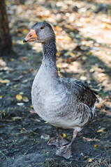 Young gray domestic goose in farmer's aviary