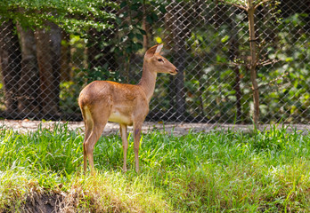 Naklejka na ściany i meble Deers in Huai Kha Khaeng Wildlife Sanctuary,Thailand