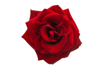 red rose isolated