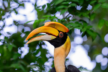 Great Hornbill Buceros bicornis