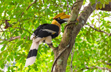 Great Hornbill Buceros bicornis