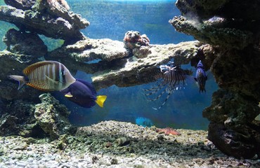 Цветные рыбы в аквариуме.......