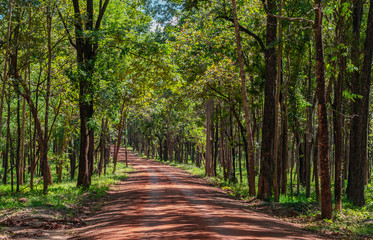 Roads in Huai Kha Khaeng Wildlife Sanctuary, Thailand