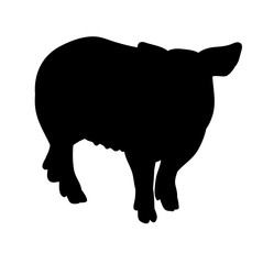 vector, silhouette of the pig, isolated
