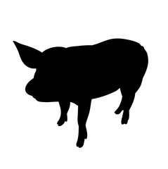 silhouette of the pig, isolated