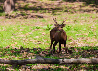 Deers in Huai Kha Khaeng Wildlife Sanctuary,Thailand