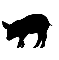 silhouette pig, isolated, pet