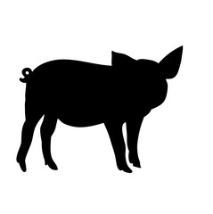 isolated silhouette of a pig