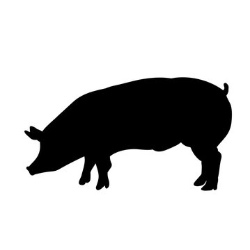  silhouette of the pig, isolated