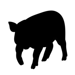 vector, isolated silhouette of a pig