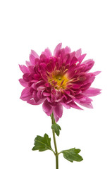 chrysanthemum isolated