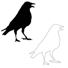 vector, silhouette ravens, birds outlines.