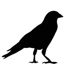 silhouette of crows, birds
