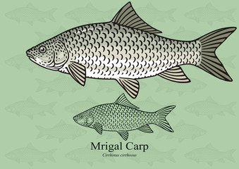 Mrigal (White) Carp. Vector illustration with refined details and optimized stroke that allows the image to be used in small sizes (in packaging design, decoration, educational graphics, etc.)
