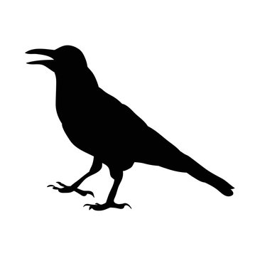 silhouette bird crow, isolated, vector