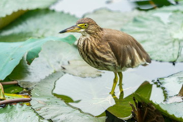 Chinese pond heron (Ardeola bacchus).