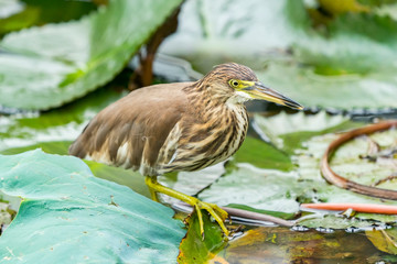 Chinese pond heron (Ardeola bacchus).