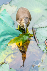 Chinese pond heron (Ardeola bacchus).