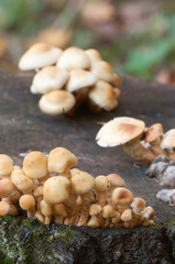 Pholiota alnicola mushrooms
