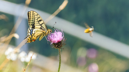 Macro of swallowtail butterfly on flower © Martin Erdniss