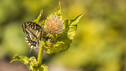 Fototapeta na wymiar Macro of swallowtail butterfly on flower