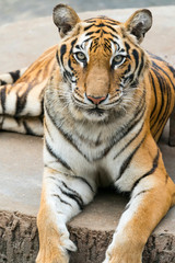 Obraz premium Portrait of tigers in their natural habitat