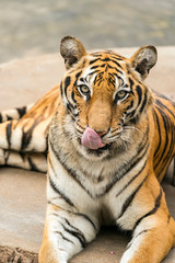 Fototapeta na wymiar Portrait of tigers in their natural habitat