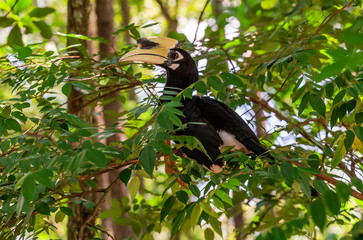 Oriental Pied Hornbill Anthracoceros albrirostis 
