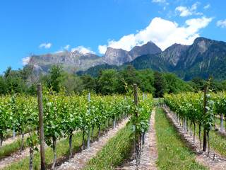 Fototapeta na wymiar great view of vineyards in the spring under a blue sky with white clouds and mountain peaks behind